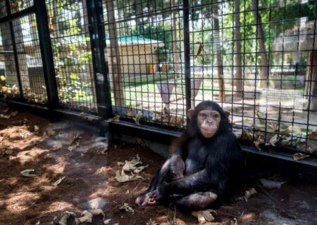 مرگ «باران»؛ شامپانزه ایرانی در کنیا