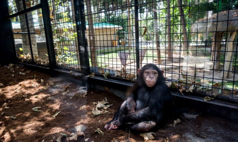 مرگ «باران»؛ شامپانزه ایرانی در کنیا