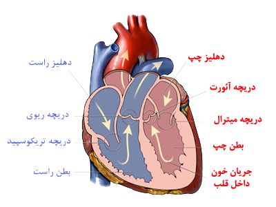 دریچه های قلبی