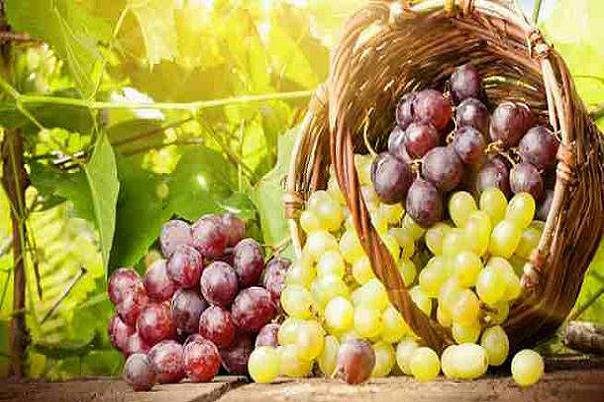 افزایش طول عمر با مصرف روزانه انگور