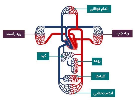 مسیر گردش خون