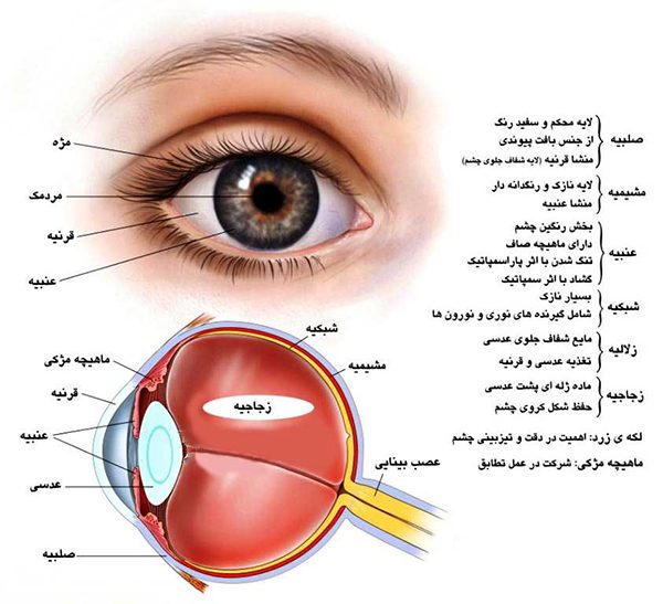 ساختمان و آناتومی چشم