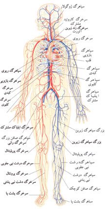 سیستم قلبی عروقی