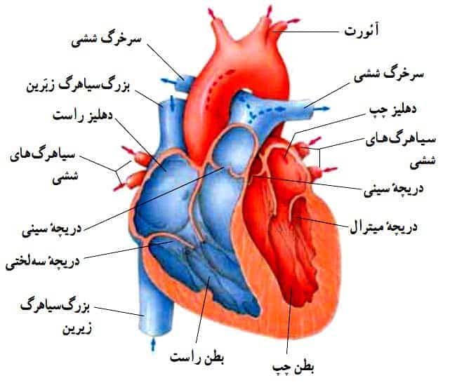 آناتومی قلب