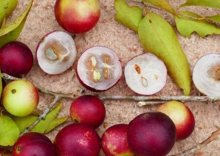 درمان سرطان با میوه آمازونی کاموکامو