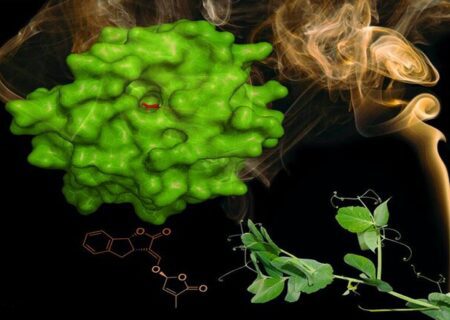 پروتئین گیاهی که ردیاب دود است!