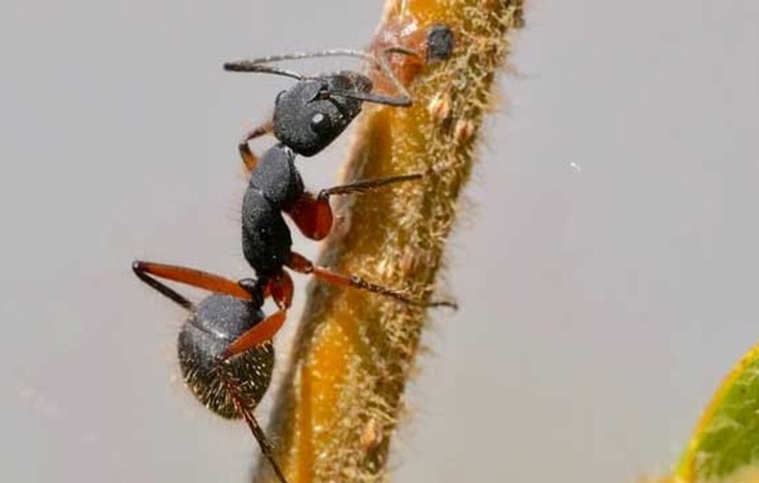 کاهش درد با استفاده از زهر مورچه