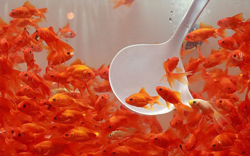 فروش لاک‌پشت، مارماهی و سمندر ممنوع/ چرا نباید ماهی قرمز بخریم؟
