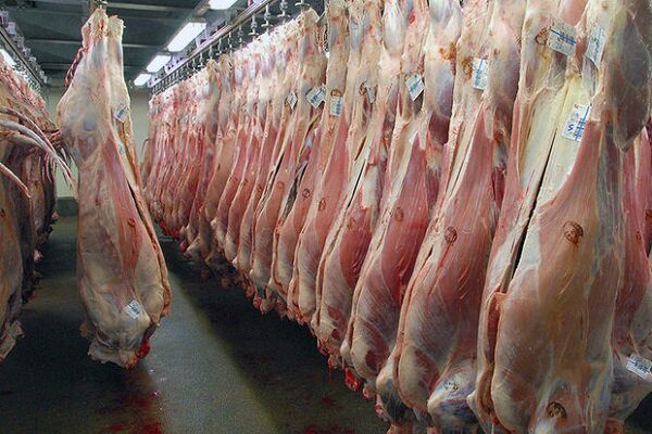 راه‌های پیشگیری از بیماری تب کریمه کنگو