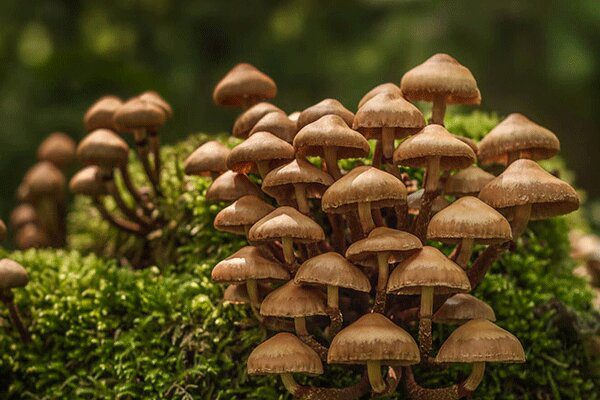 خطر مرگ با مصرف قارچ های سمی