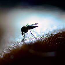 هشدار جهانی نسبت به شیوع انفجاری ویروس زیکا