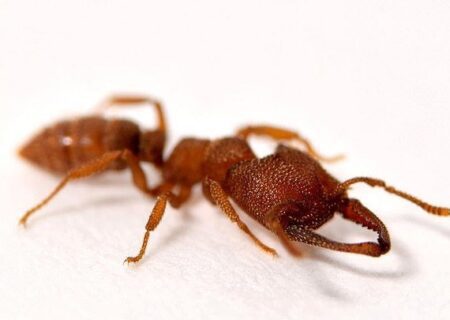 مورچه ها در آینده سرطان را تشخیص می دهند