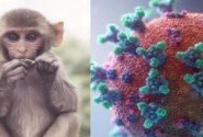 آبله میمونی در حال حاضر تهدیدی برای سلامت جهان نیست