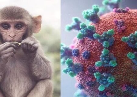 آخرین یافته‌ ها از ویروس آبله میمونی