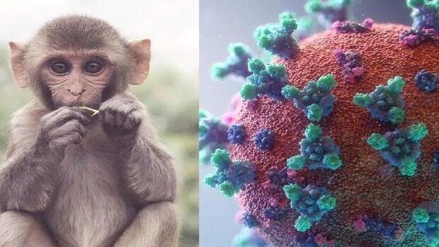آخرین یافته‌ ها از ویروس آبله میمونی