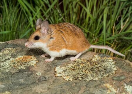 انتقال ویروس مرگبار با فضله موش