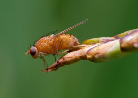 مگس میوه و مورچه عسل چقدر خطرناک است