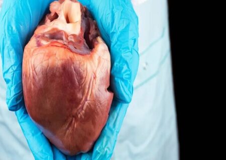 ژن ترمیم‌ کننده قلب کشف شد