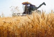 آیا قیمت جهانی گندم برای کشاورزان به صرفه است؟