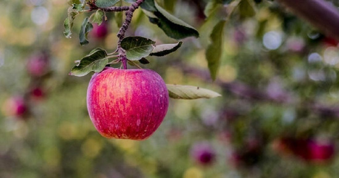سیب درختی باعث دفع سرب از بدن می شود