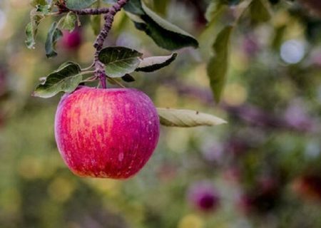 سیب درختی باعث دفع سرب از بدن می شود