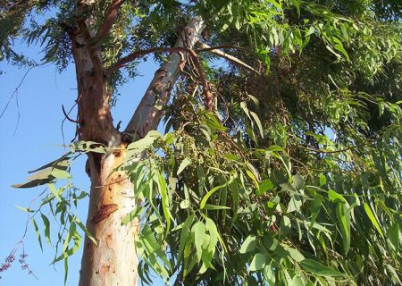 اکالیپتوس درختی با خاصیت درمانی اما بیمارکننده محیط‌زیست