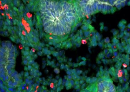 دانشمندان با موفقیت از سلول‌های بنیادی موش ریه ساختند