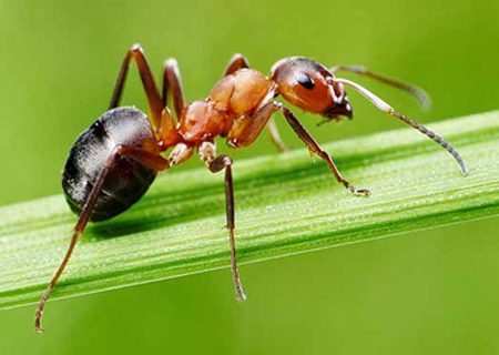 مورچه‌ها شفا می‌دهند!