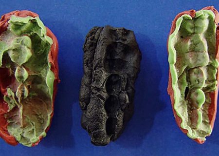 کشف غذاهای محبوب نوجوانان عصر حجر با کمک «آدامس» باستانی