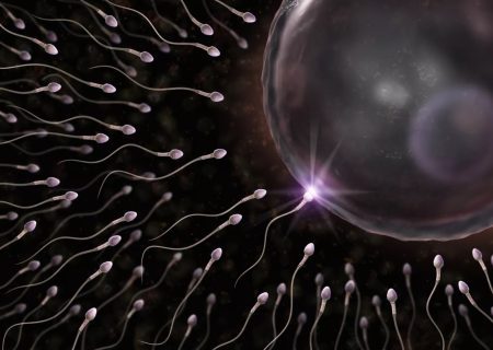 ۴ عامل نشاط سلول‌های جنسی را بشناسید