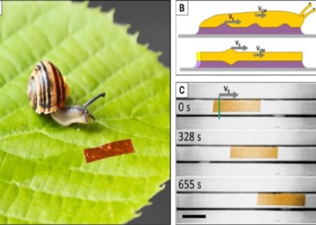 دانشمندان با الهام از حلزون یک ربات ساختند