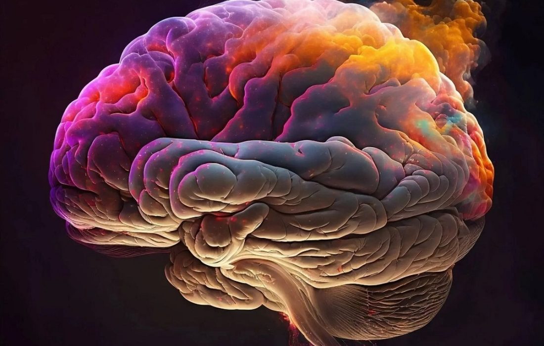 آناتومی مغز انسان؛ حقایق جالبی دربارۀ مغز که خوب است بدانید