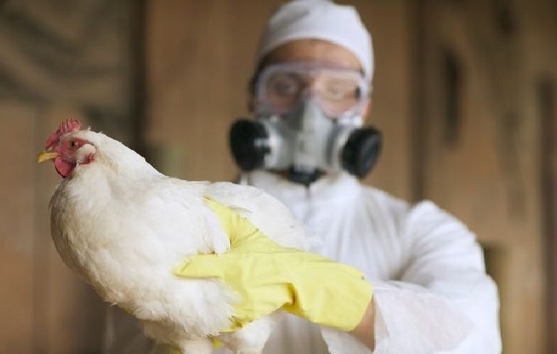 ثبت ابتلای انسانی به ویروس آنفلوآنزای پرندگان در آمریکا