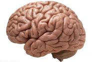 خشکی مغز چیست و آیا راه درمانی دارد؟