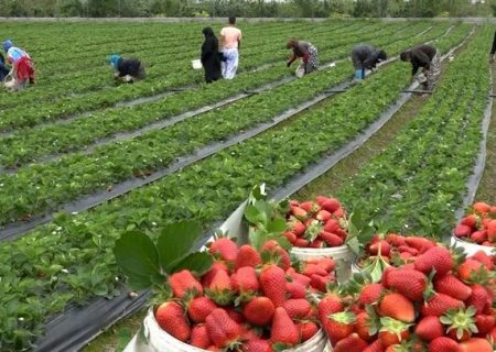 ماندگاری بالای سموم روی توت فرنگی/ روش شُستن توت فرنگی