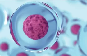 سلول‌های بنیادی چیست؟