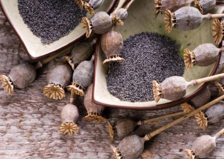 شیره تریاک، مخدری خطرناک‌تر از تریاک