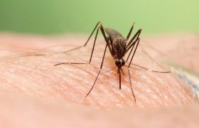 آمادگی بیمارستان‌های کشور برای مقابله با تب دنگی